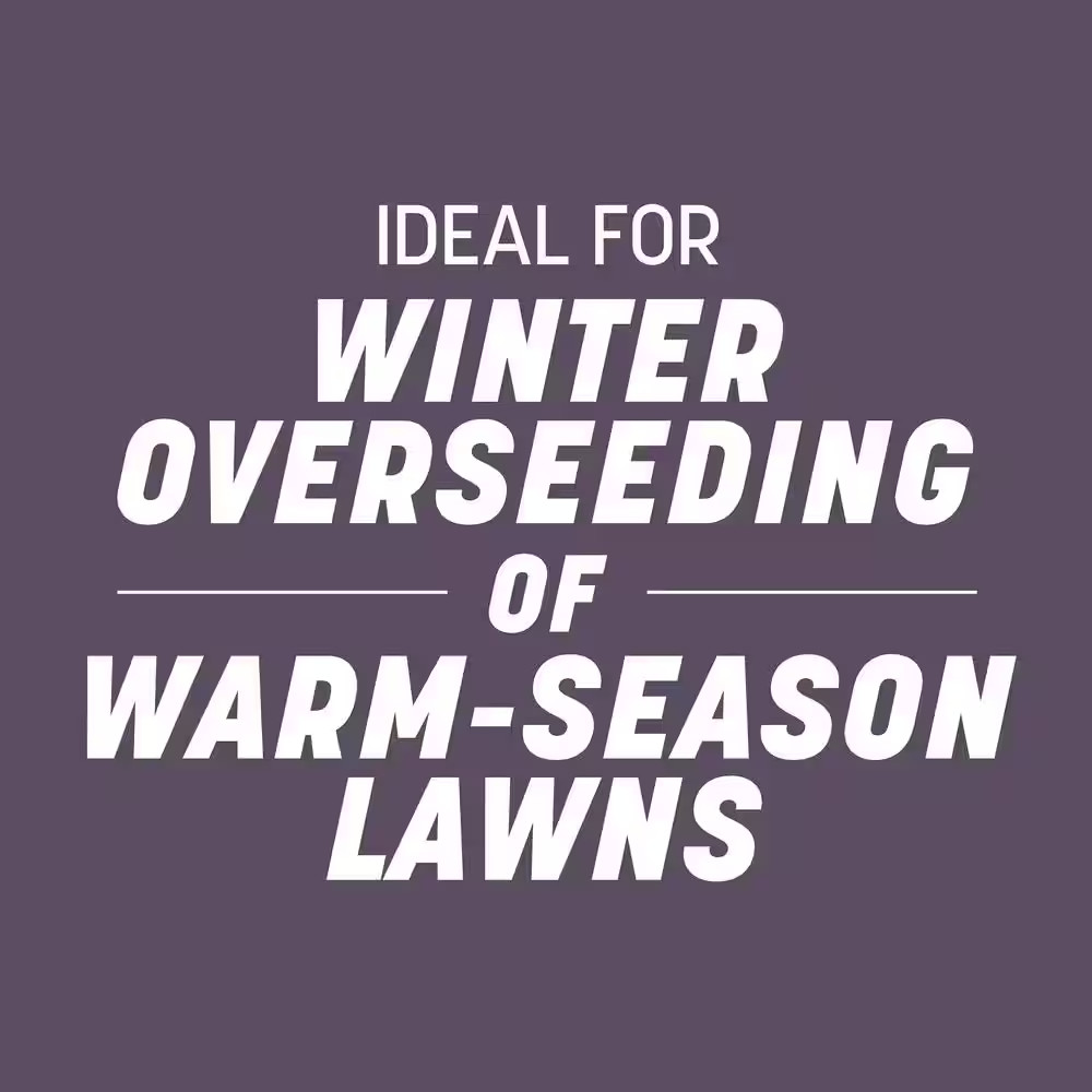 50 Lbs. Annual Ryegrass Grass Seed (2-Pack)