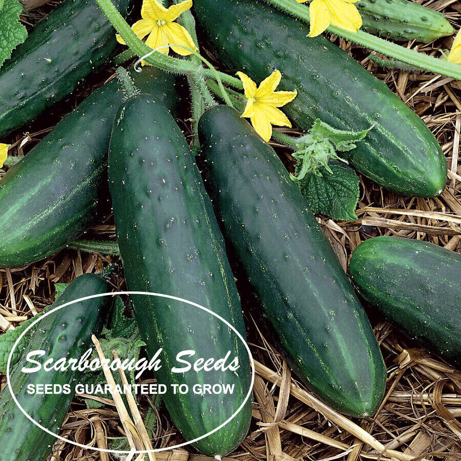 SCARBOROUGH SEEDS 50 Spacemaster 80 Cucumber Seeds | NON-GMO | Garden Seeds USA