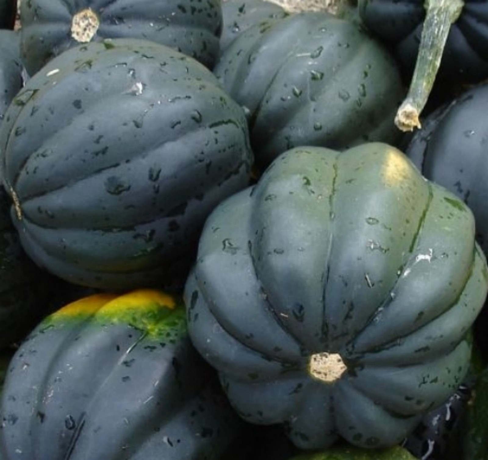 40+ Squash Seeds- Table Queen Acorn- Heirloom- Seeds $1.69 Max Shipping