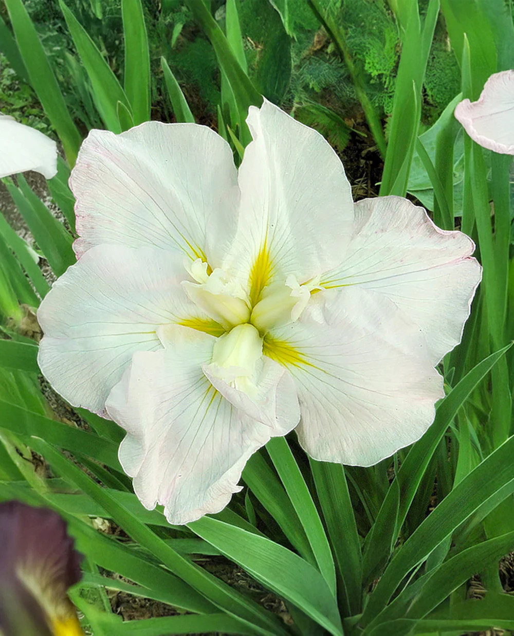 White Ladies Japanese Iris – 3 root divisions