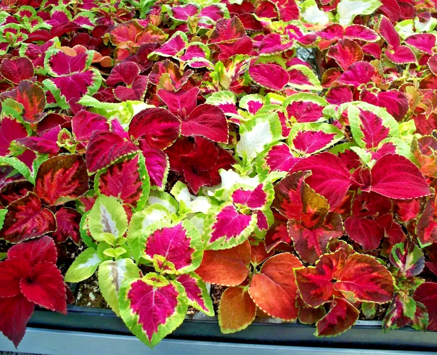 500+ Coleus Rainbow Mix Seeds – Colorful Foliage Variety – Shade-Loving Garden
