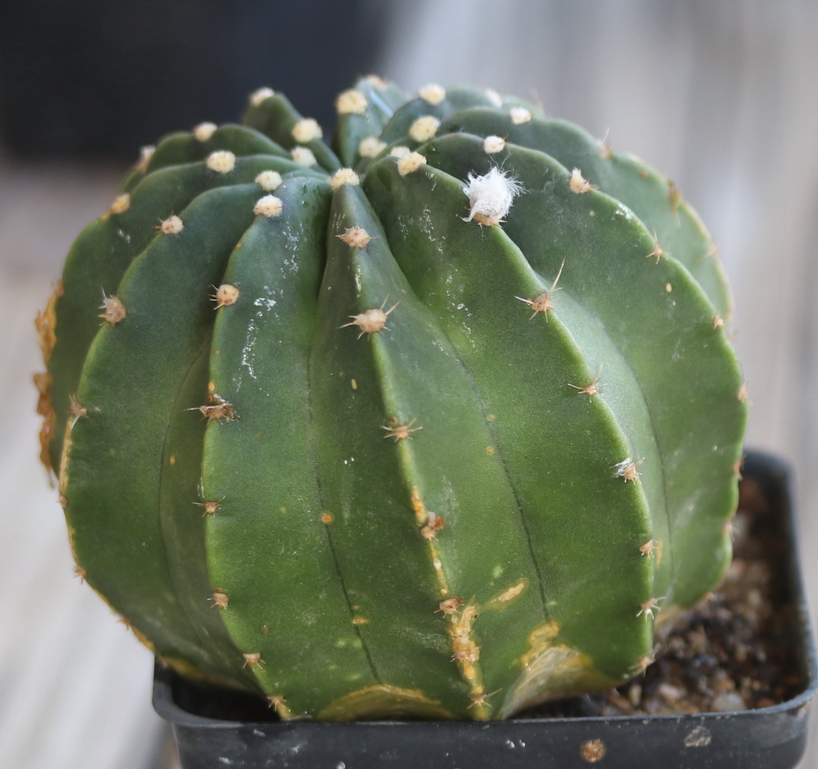 Echinopsis subdenudata