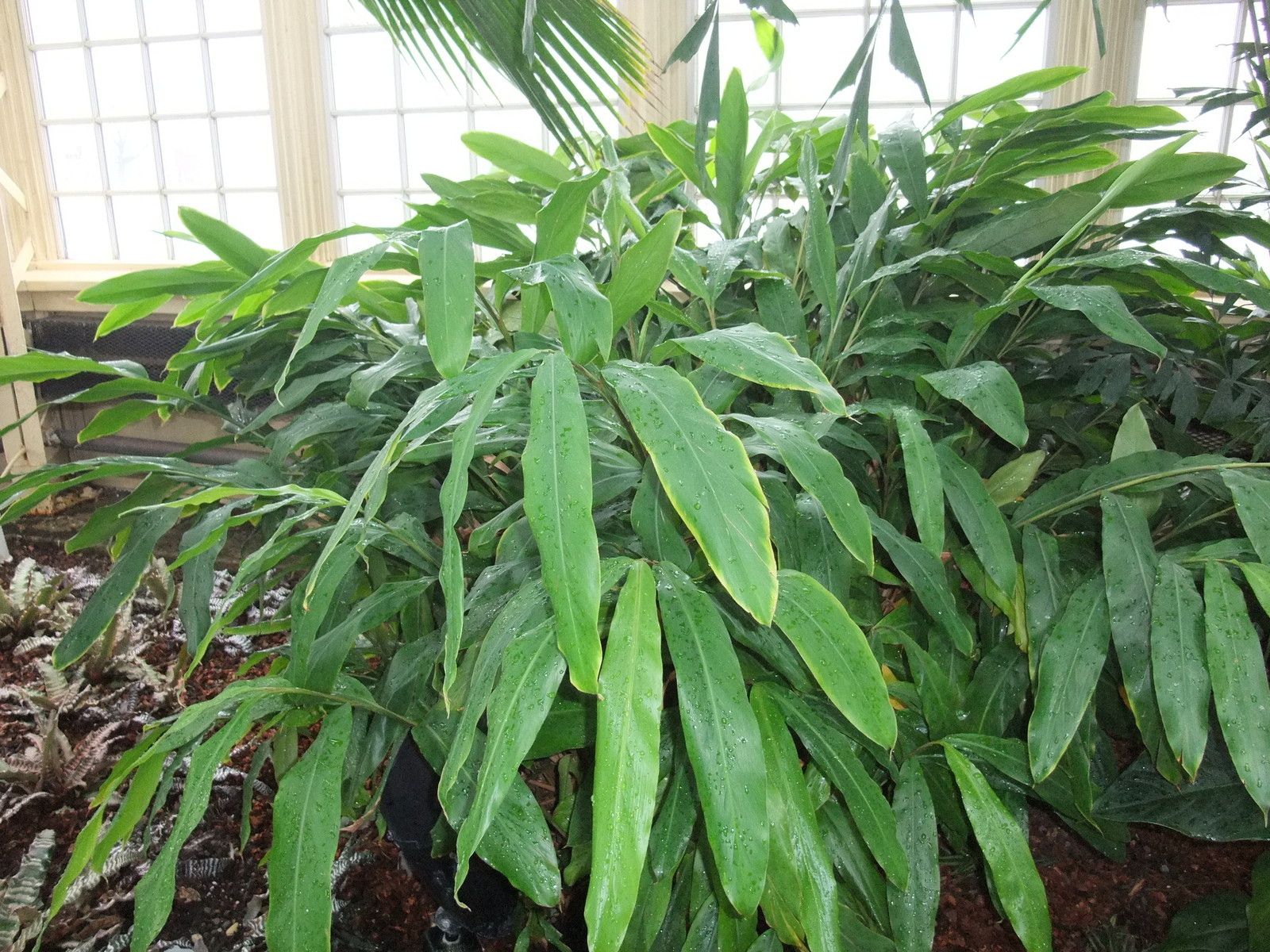 Elettaria cardamomum CARDAMOM GINGER Seeds!