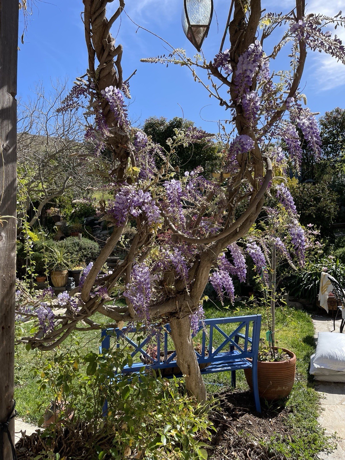 10 Chinese Blue Wisteria Tree Seeds Fast Climber Flower Vine Hardy Plant