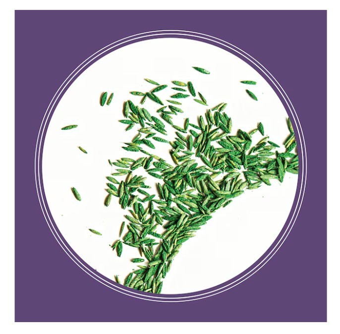 [SALE] Pennington Smart Seed Dense Shade Tall Fescue Grass Seed 7 lb (2 Pack)