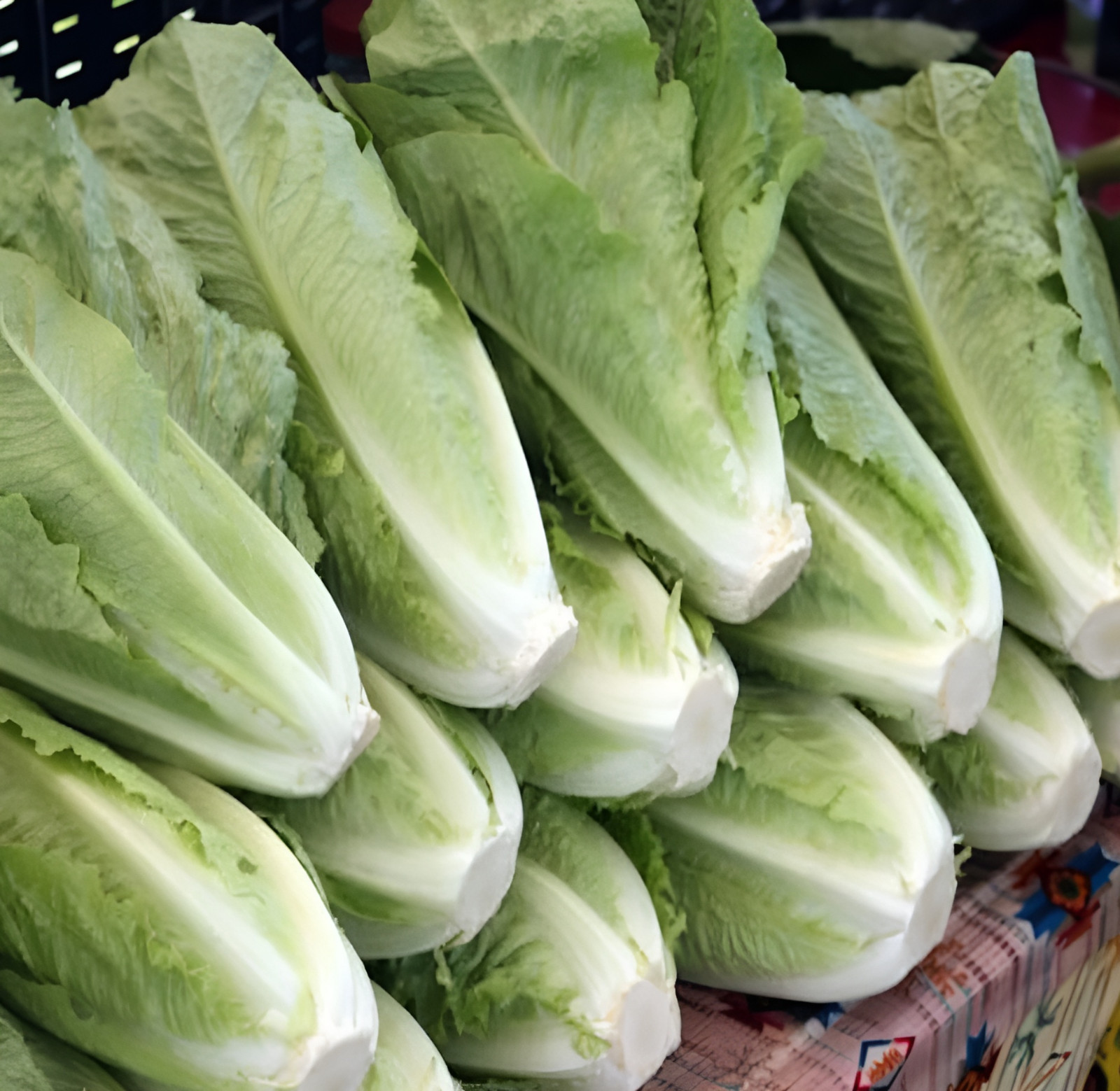 1250 Heirloom Parris Island Cos Romaine Lettuce Seeds – Crisp & Sweet