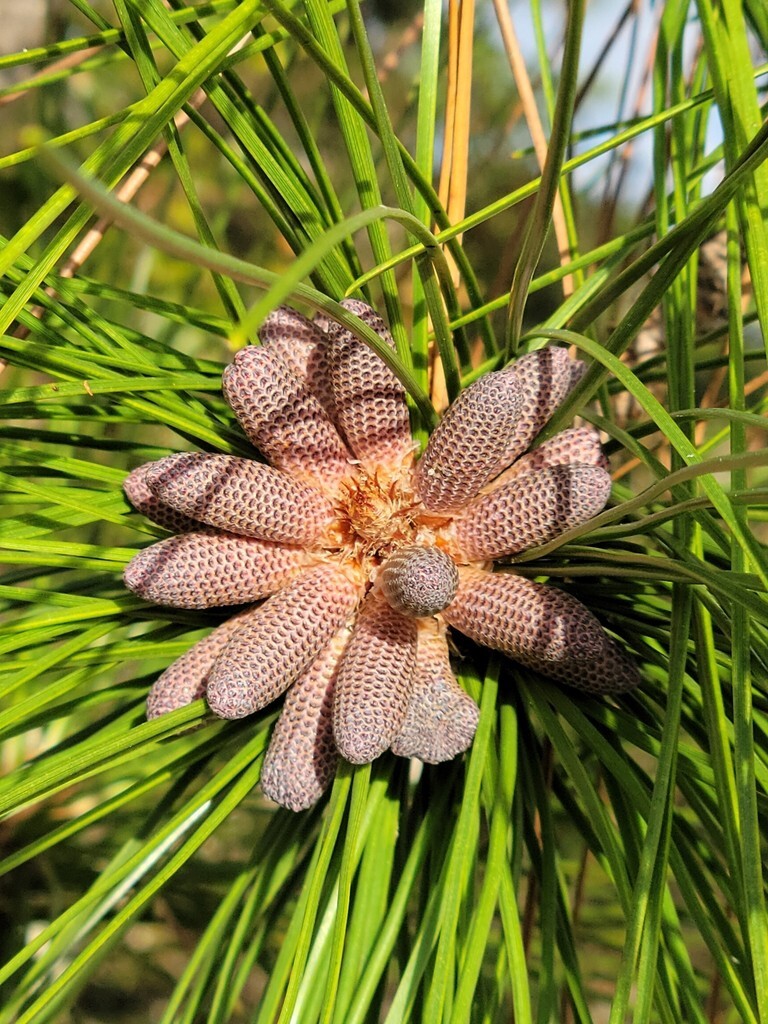 Slash Pine Tree | Premium Seeds | Pinus elliottii | Plants’®