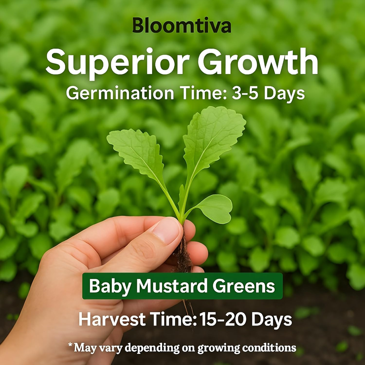 2200 Baby Mustard Greens Seeds for Planting – CAI Xanh an Non – Super Fast Harve