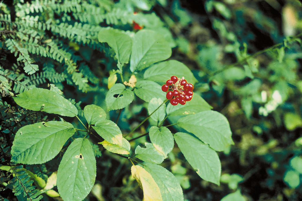 Panax quinquefolius AMERICAN GINSENG Herb Seeds!