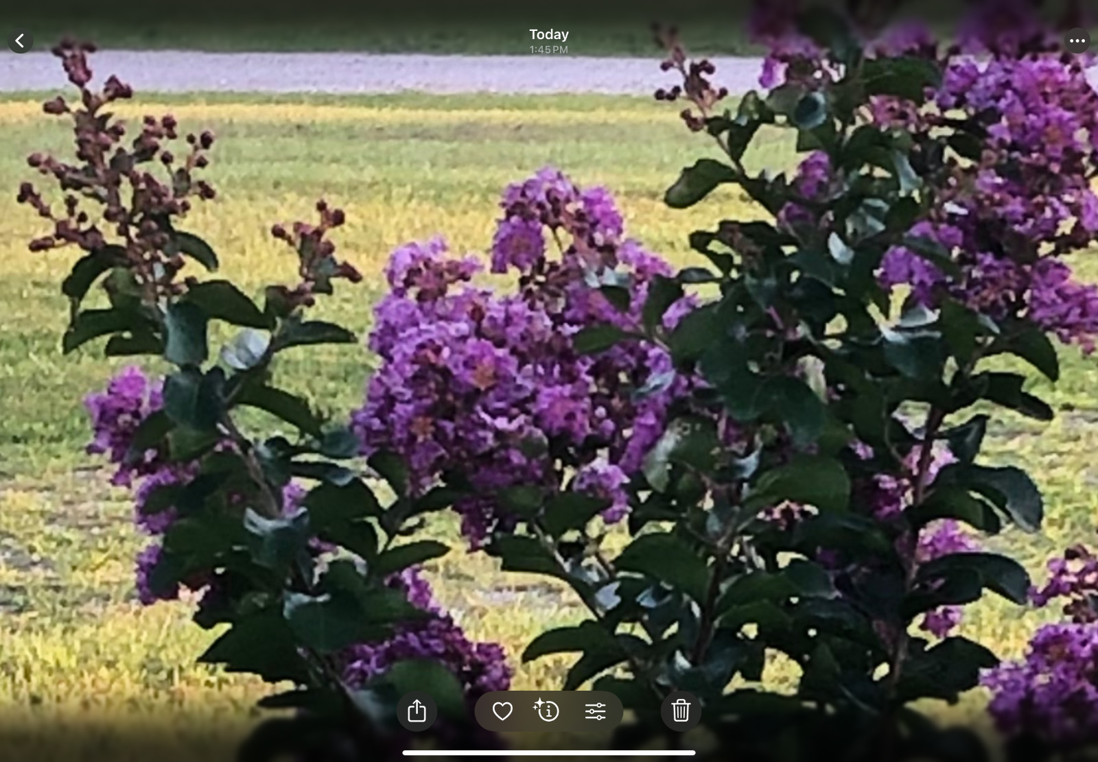 50+ Purple Magic Crape/Crepe Myrtle tree seeds Lagerstroemia Indica 2025 fall
