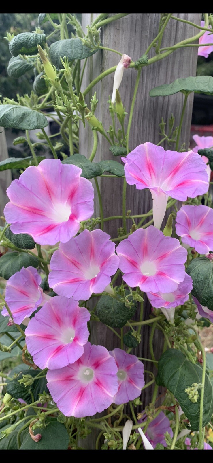 Pink Rare Old Fashioned Morning Glory-12 Seeds -blooms Profusely For Many Months