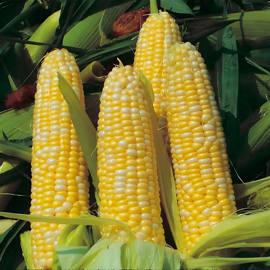 Fresh Peaches and Cream Corn Seeds | Sweet | Heirloom Non-GMO | Vegetable Seeds