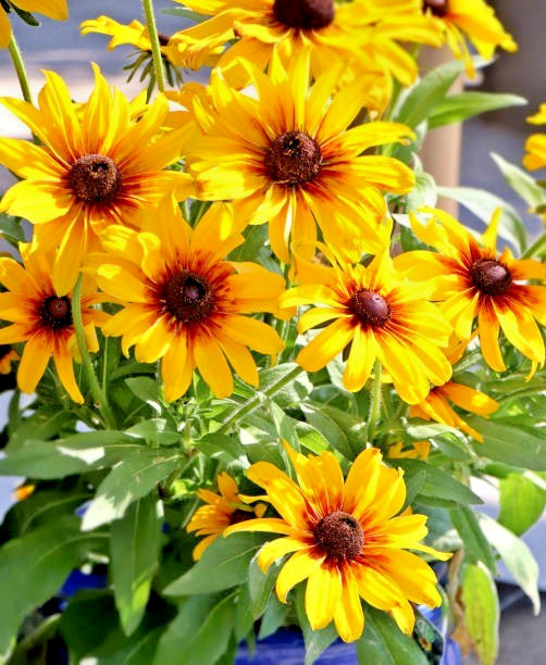 100 DWARF MARMALADE BLACK EYED SUSAN SEEDS | SALE FREE SHIPPING NON GMO HEIRLOOM
