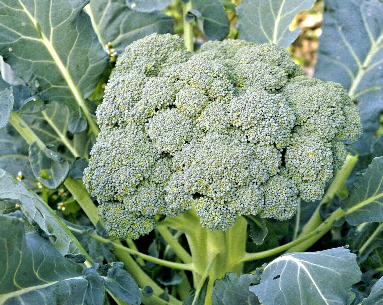 300+Waltham 29 BROCCOLI Seeds Organic Heirloom Cool Season Vegetable Garden Easy