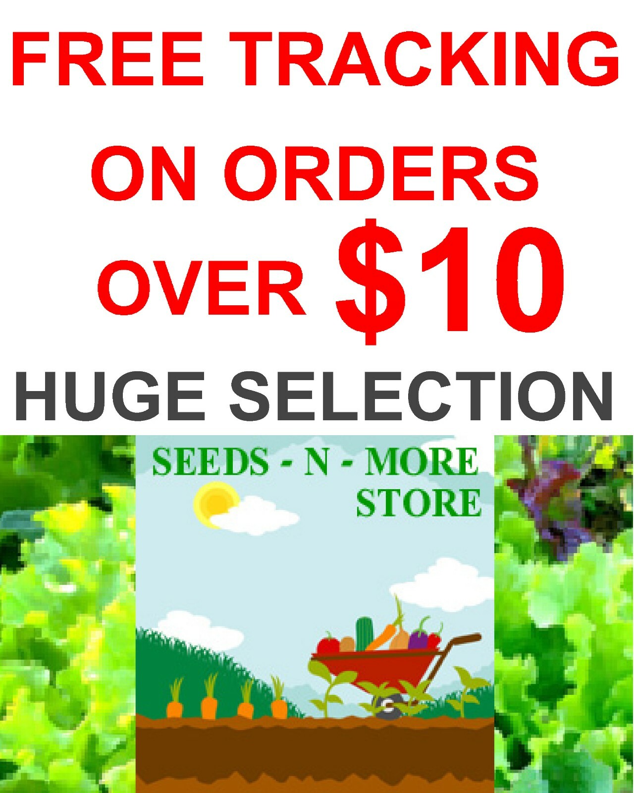 400+ PARSLEY ITALIAN PLAIN LEAF – FRESH SEEDS FRESH HARVEST FOR 2024 GARDENS