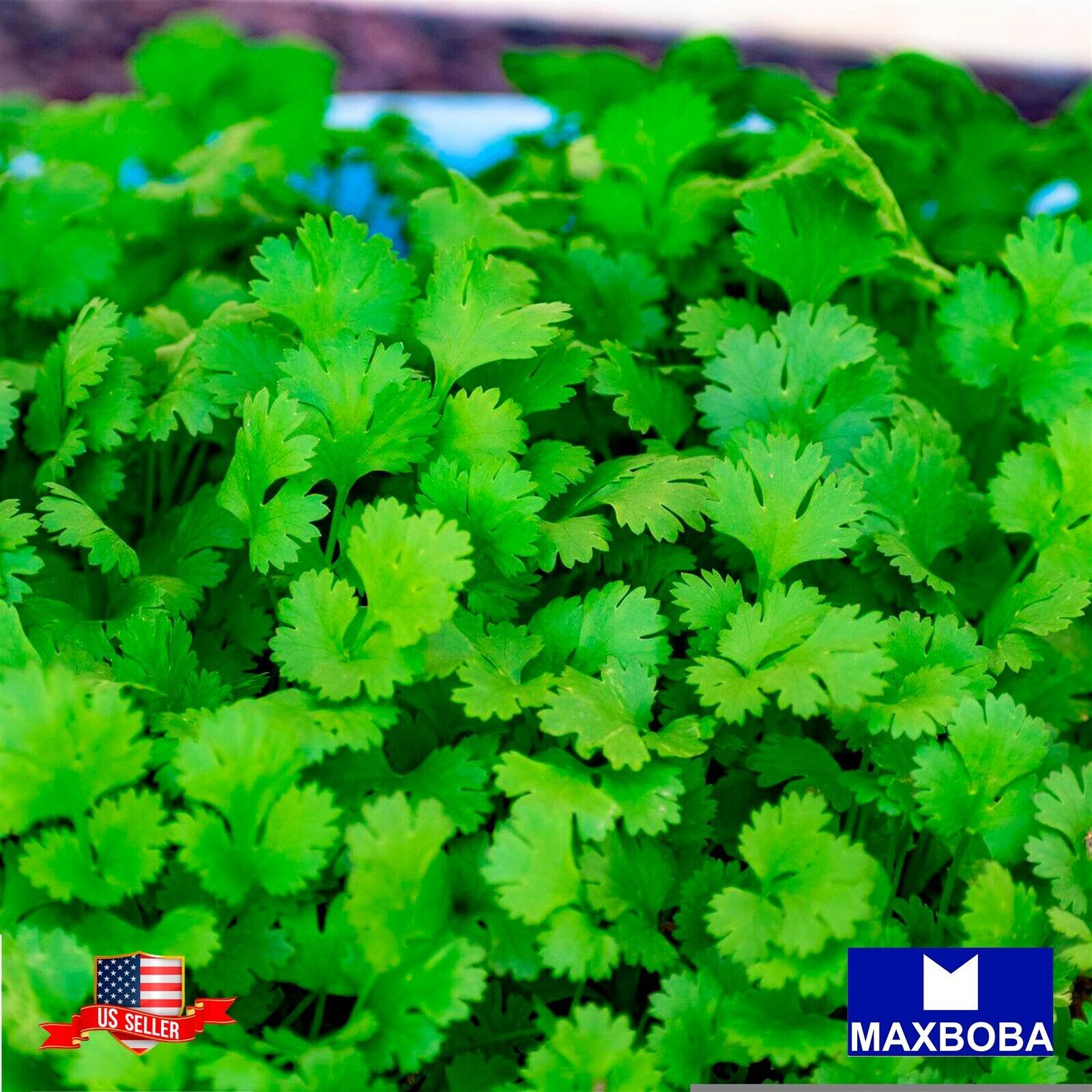 Cilantro Herb Seeds – Slow Bolt Non-GMO Heirloom Garden