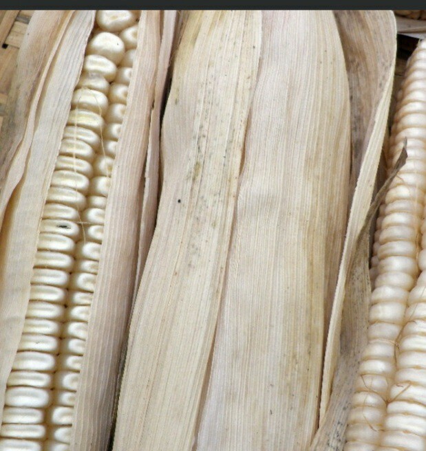 Hickory King White Dent Corn 1/2-po Organic Heirloom Seed Tortilla Flour Non-GMO