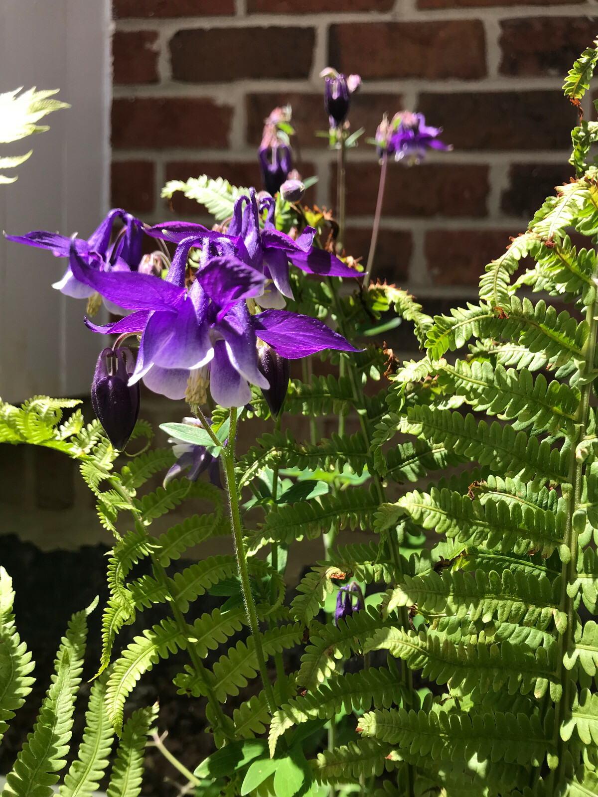 1 lb of Seeds Aquilegia Vulgaris Purple Blue Crimson Black Columbines 2021 Bulk