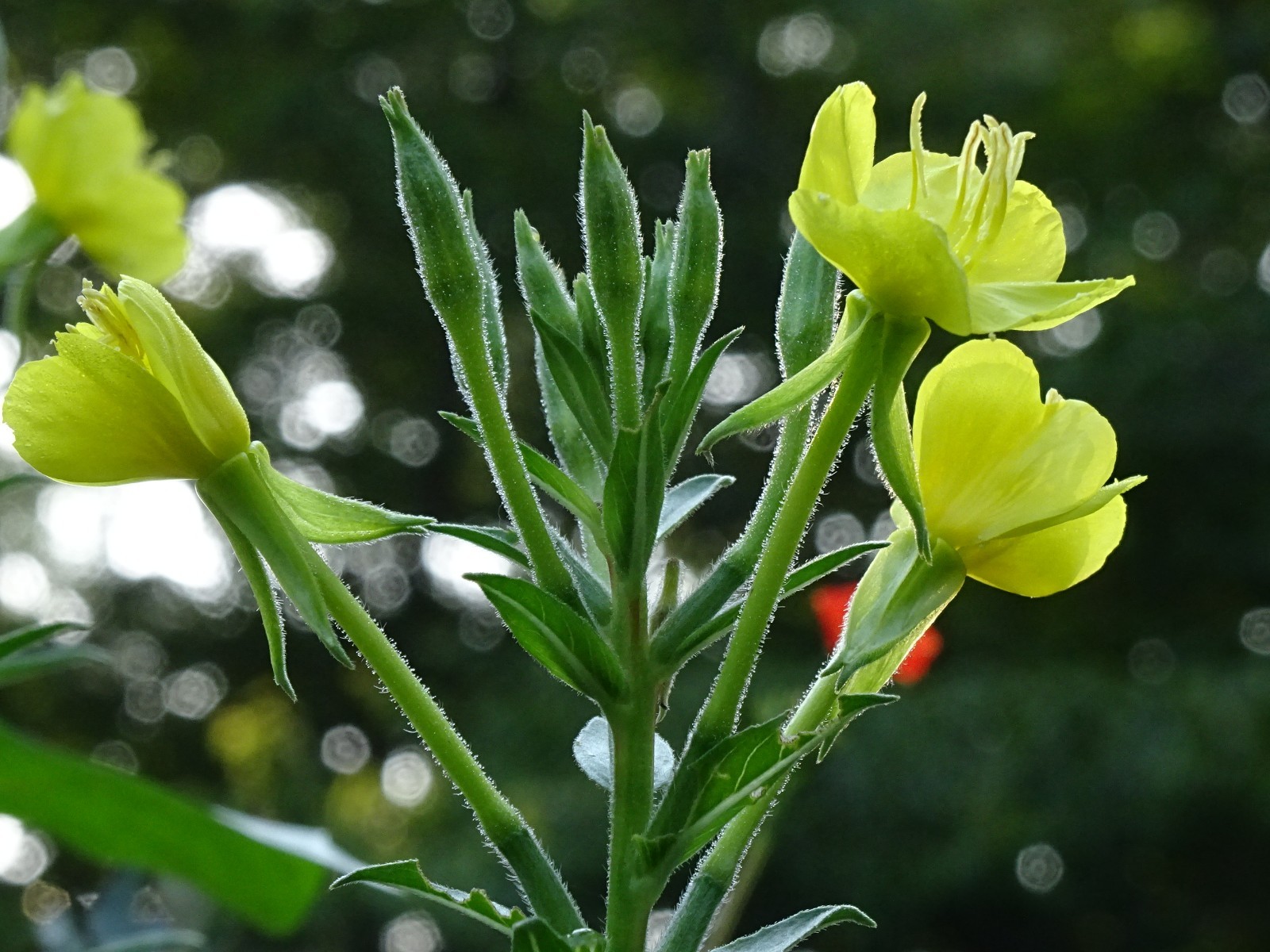 Oenothera biennis primros Native Wildflower 100seeds from 2025 Birds Bees Edible