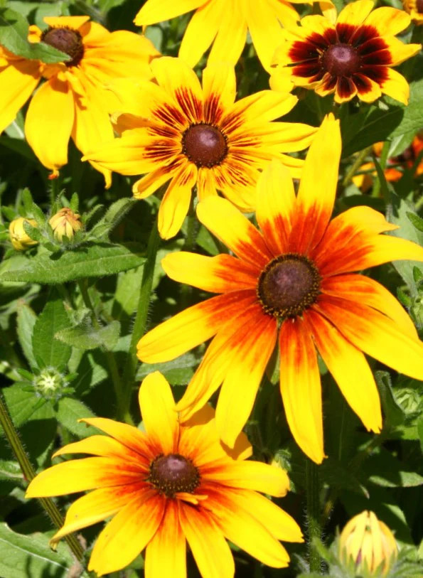 Gloriosa Daisy Flower Seeds | Rudbeckia Yellow Orange Perennial Flower Seed 2024