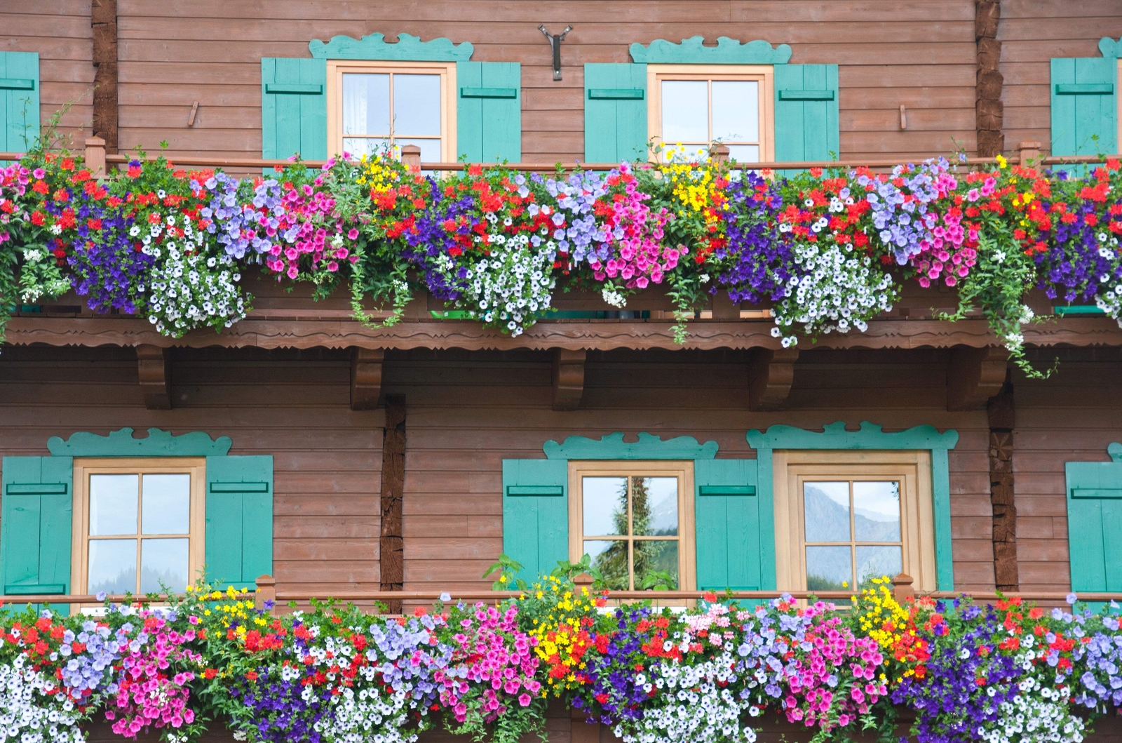 250 Mixed Colors DWARF PETUNIA Pink Red Purple White Yellow Bicolor Flower Seeds