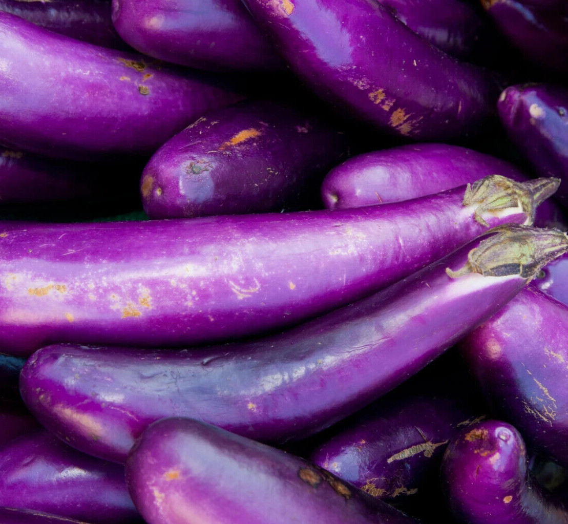 LONG PURPLE EGGPLANT SEEDS 200+ vegetable GARDEN Solanum Melongena FREE SHIPPING