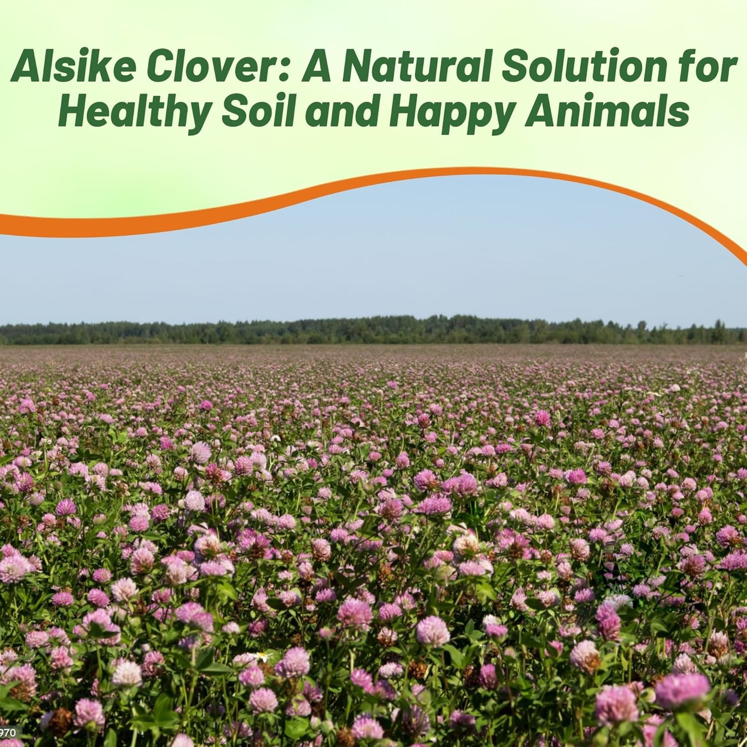 10 LBS – Inoculated Alsike Clover Seed From Outsidepride – Trifolium Hybridum