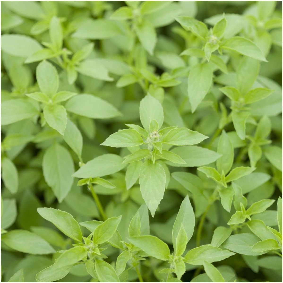 Seed Needs Culinary Basil Herb Seed Packet Collection – 8 Individual Varieties