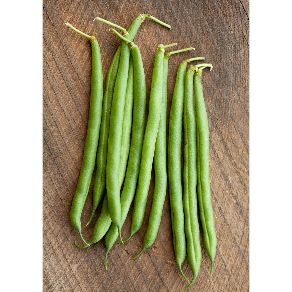 BULK Blue Lake 274 Green Bean Seeds | Bush Beans Wholesale Vegetable Seed 2024
