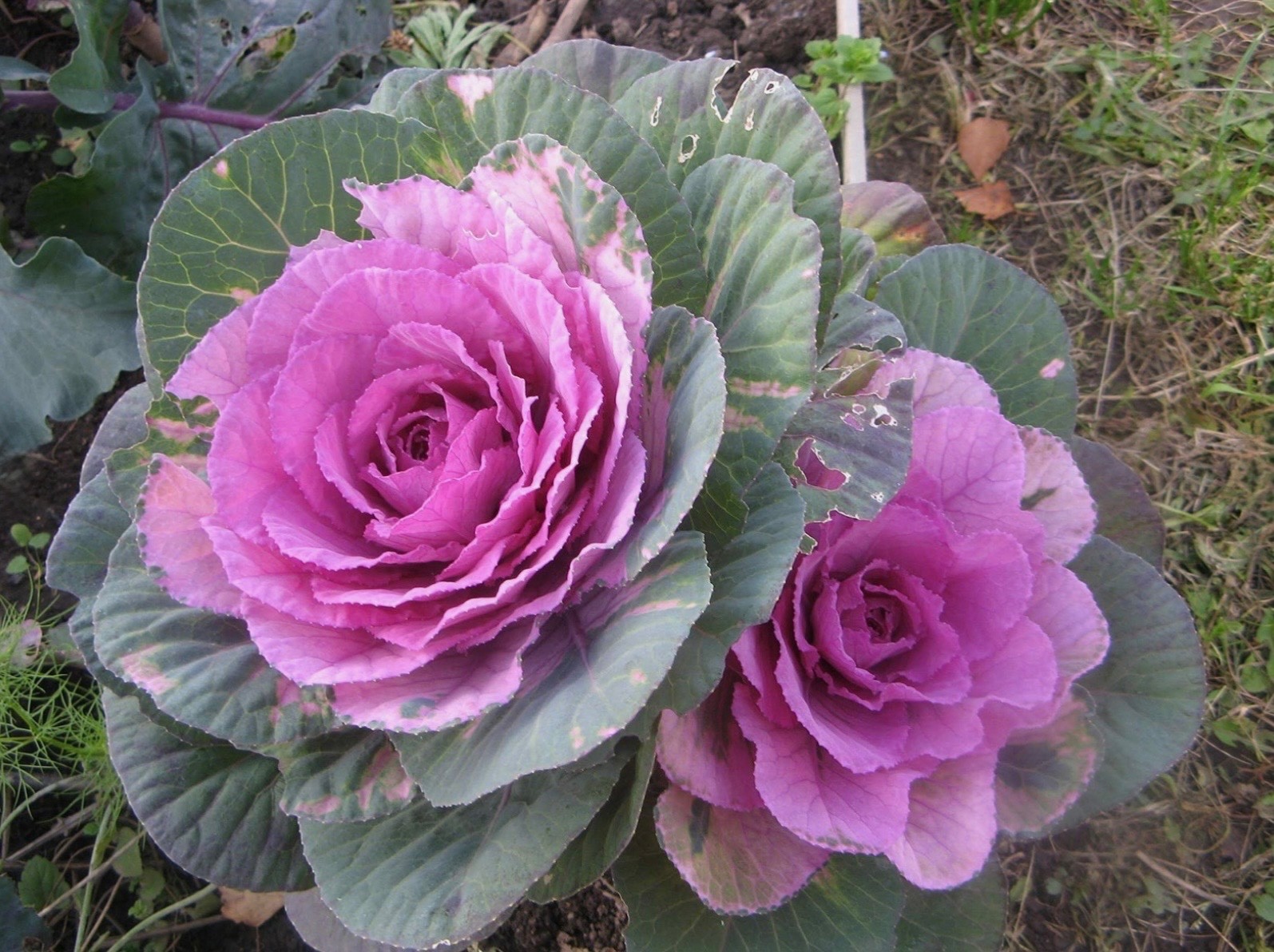 Mixed Ornamental Cabbage/Kale Seeds Smooth Round-Leaf Osaka Pink Fresh 2026 🇺🇸