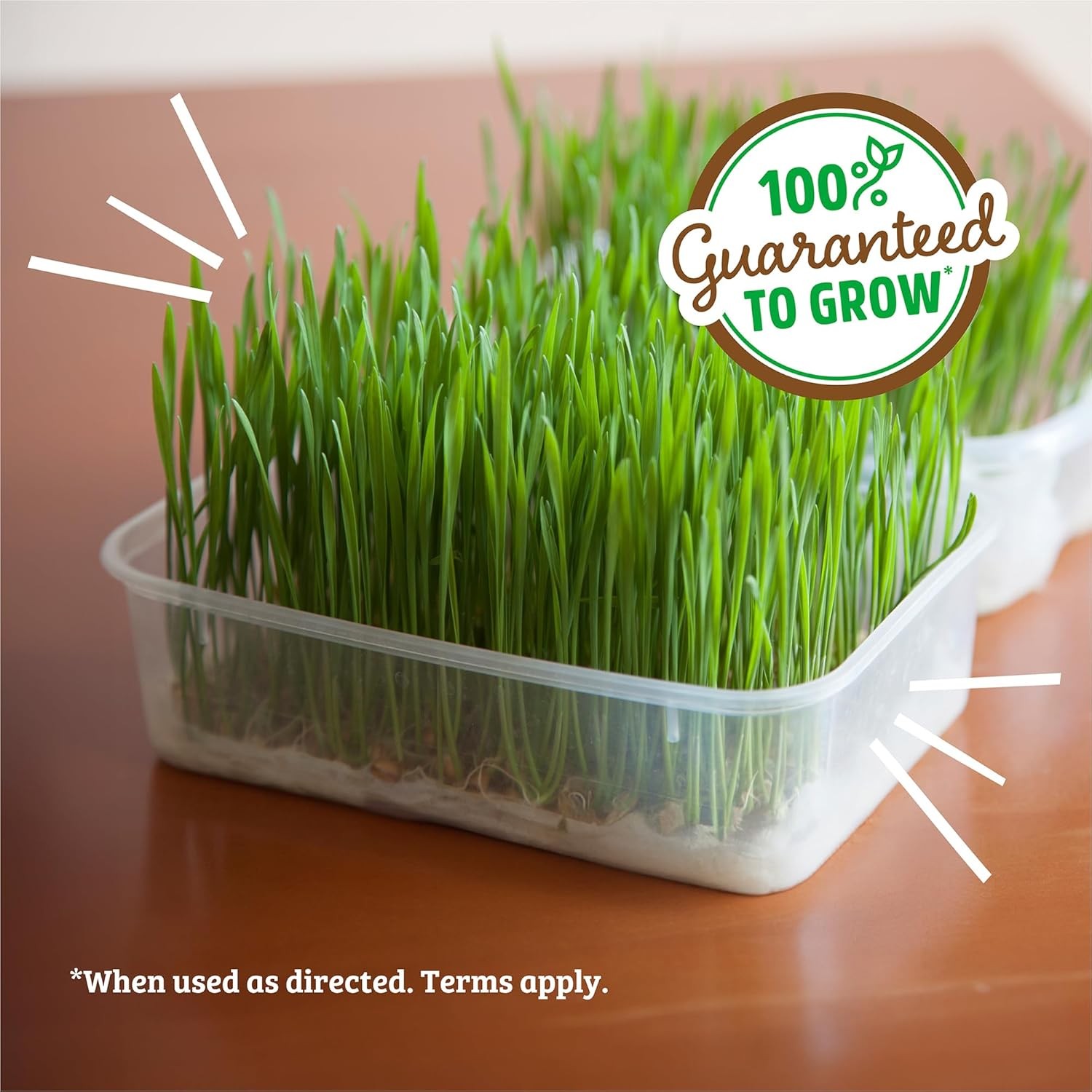 100% Organic Wheatgrass Seeds 1 Pound Non-GMO Non GMO Wheatgrass Seeds for Sale