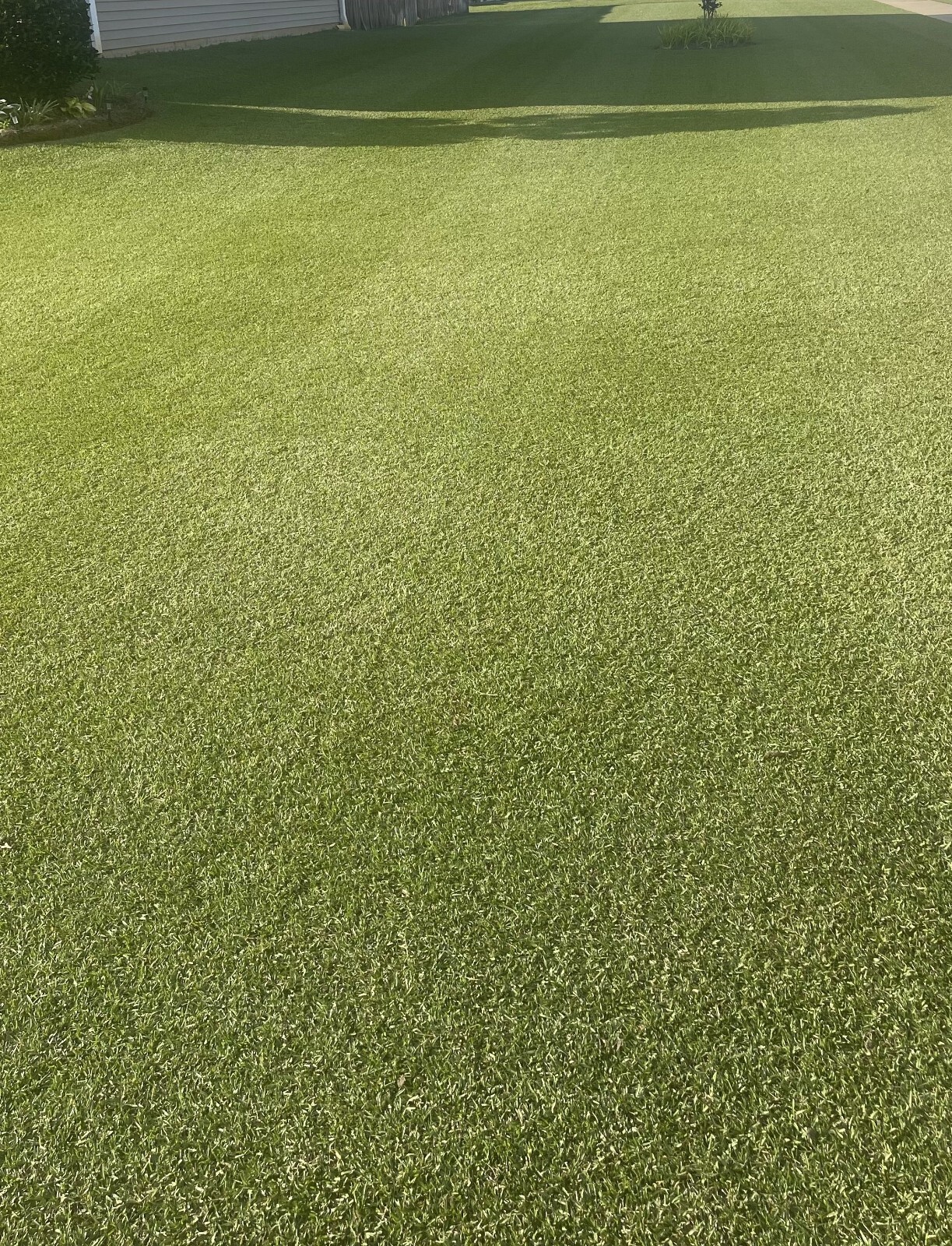 30,000 Premium Centipede Grass Seeds with moisture retaining coating