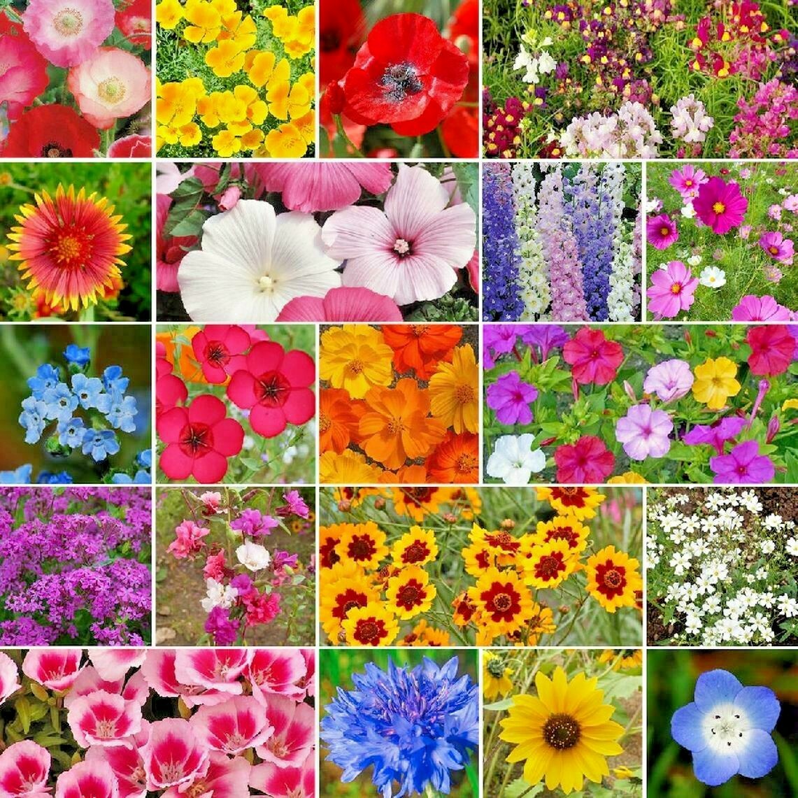 2001+Tall NATIVE WILDFLOWER MIX Seeds 19 Flowering Annuals Cut Flowers Fast Easy