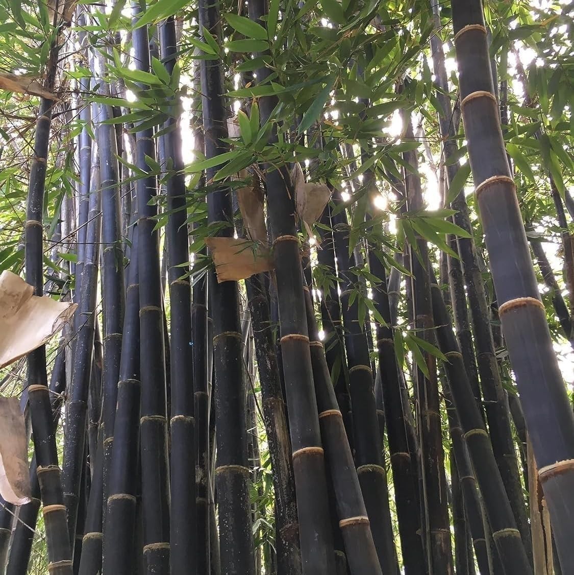 Bamboo Seeds (480 PCS) Low-Maintenance Evergreen Bamboo, Cold-Hardy & Shade-Tole
