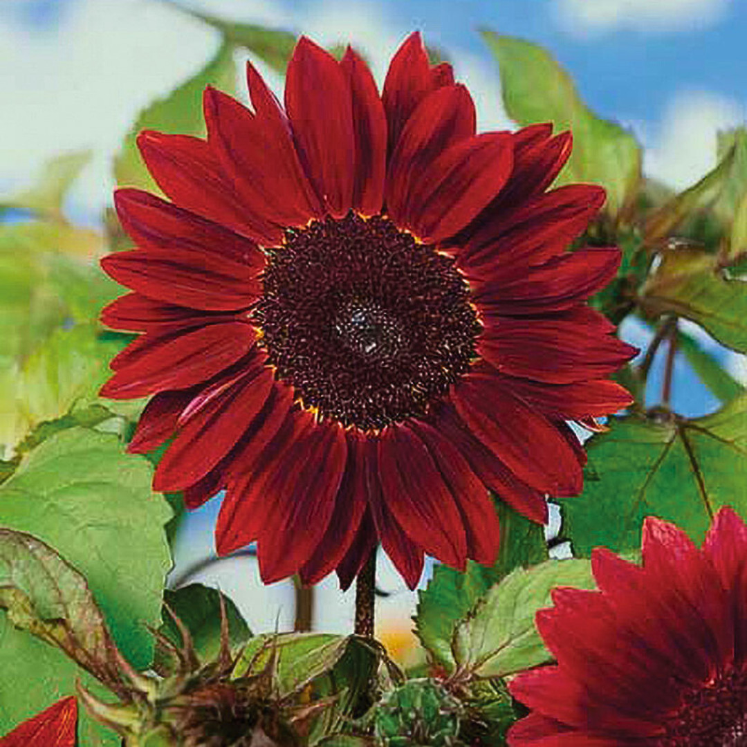 Fresh Premium Chocolate Cherry Sunflower Seeds | Heirloom Non-GMO | Flower Seed
