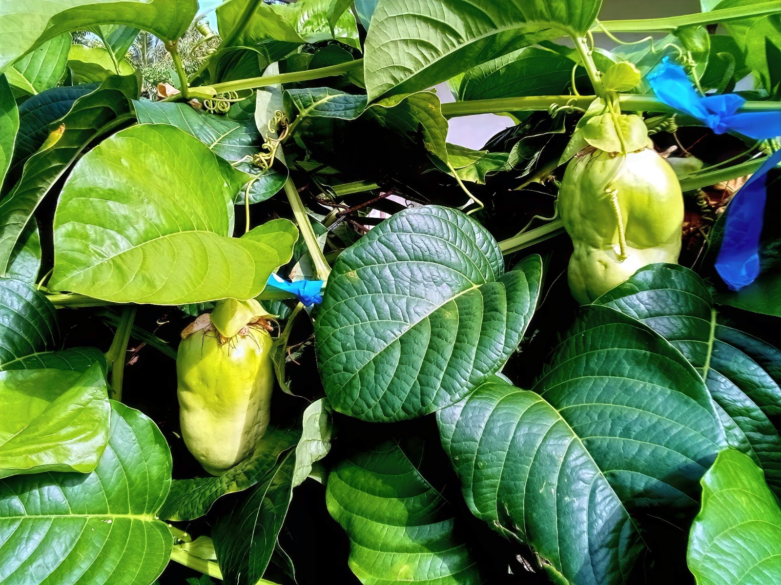 10 GIANT GRANADILLA SEEDS Passiflora quadrangularis Passionfruit Flower Plant