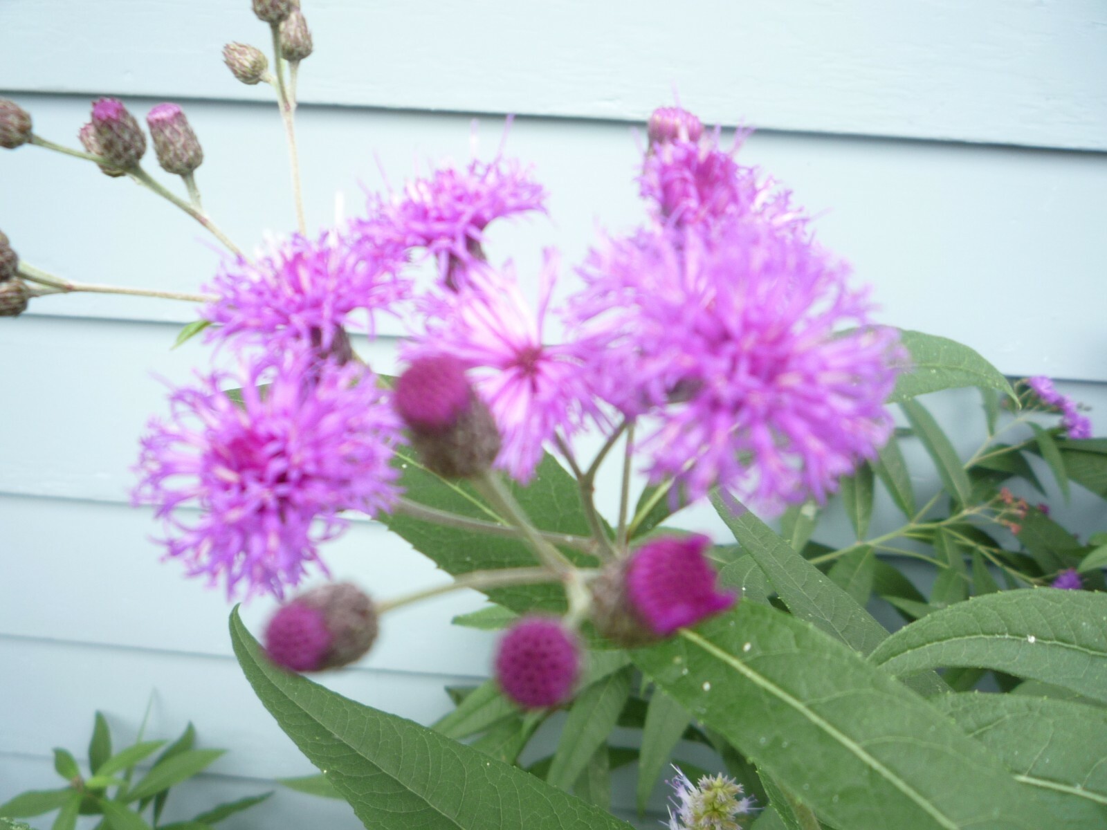 Ironweed Vernonia seeds