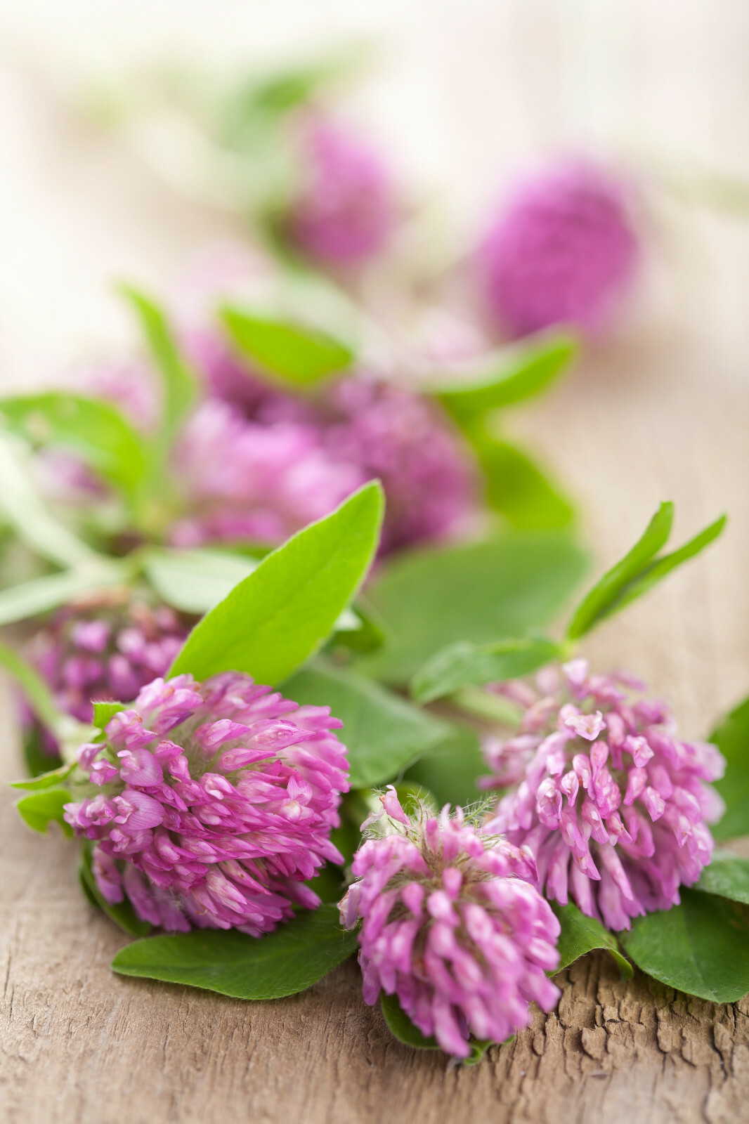 3,500+ MEDICINAL SEEDS: Alsike Pink Clover Herb Flower EASY, BULK, FREE SHIPPING