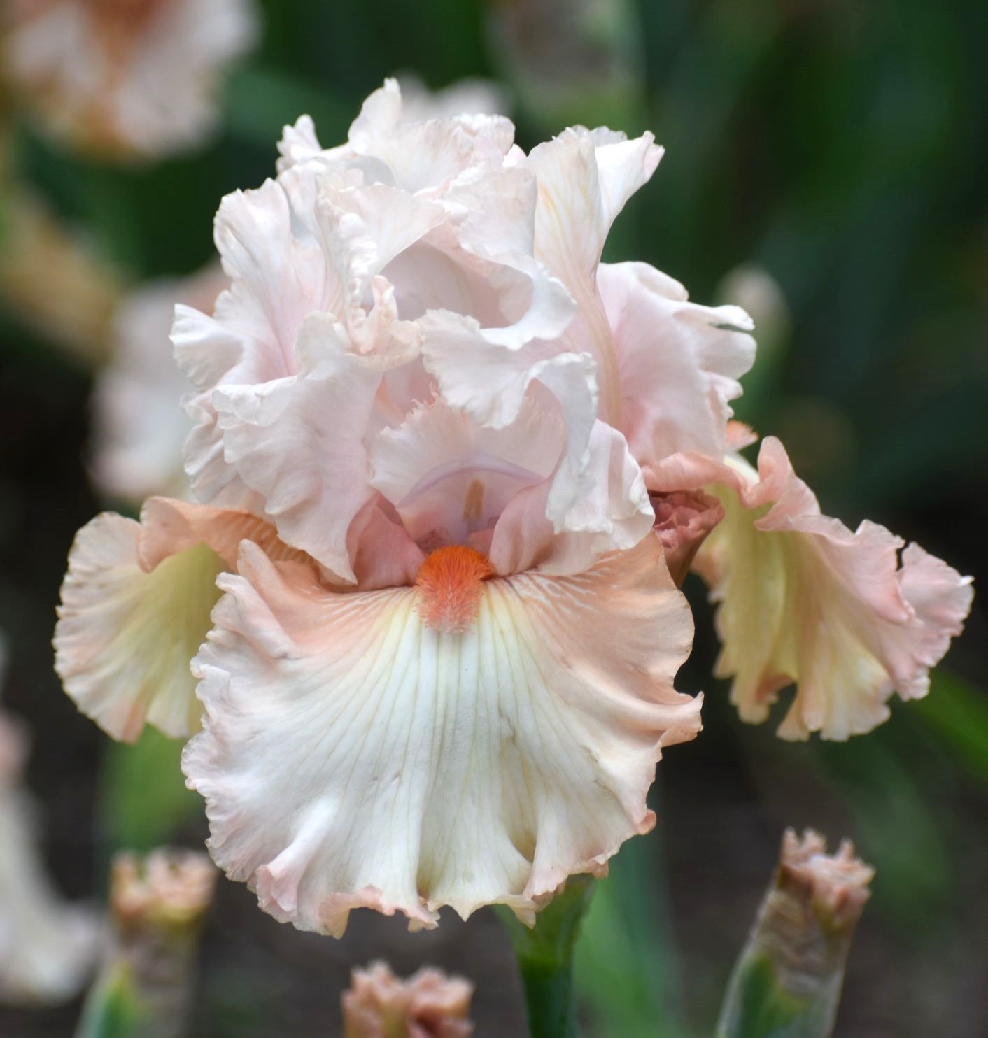 ‘Double Platinum’ TB Rebloom Bearded Iris Rhizome PRE-SALE to Ship Aug/Sept