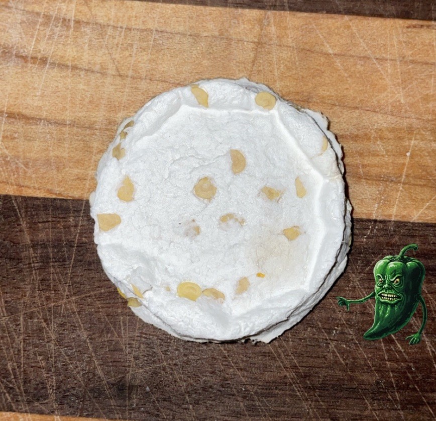 [RED SNACK PEPPER] SEED PUCK FREE SHIPPING!