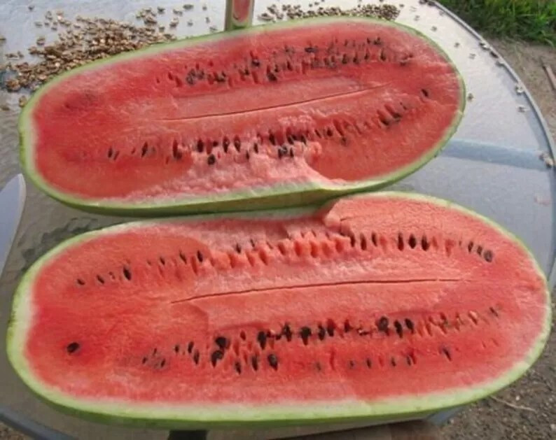 50+ CHARLESTON GREY WATERMELON SEEDS – Heirloom – Organic – NON GMO —— GIANT