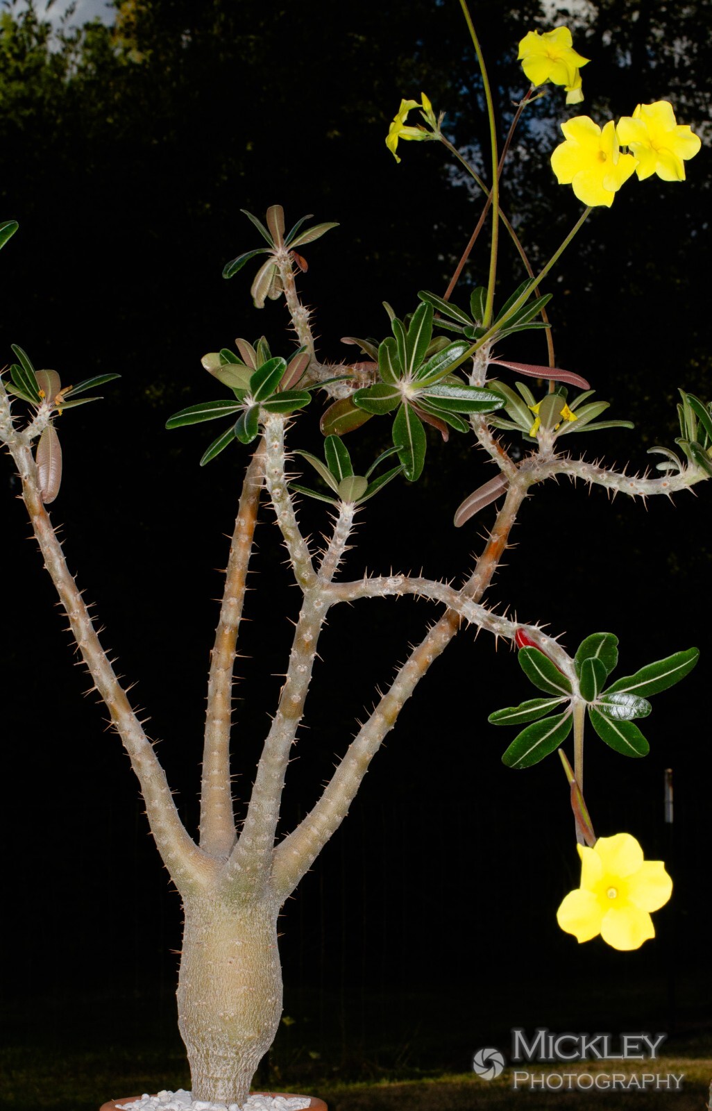 Pachypodium rosulatum, elephant’s foot plant, 5 seeds