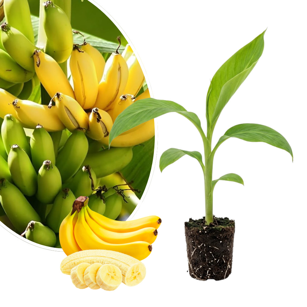 Grand Nain Banana Live Plant 4-6 Inches Tall Rooted Fruiting Musa