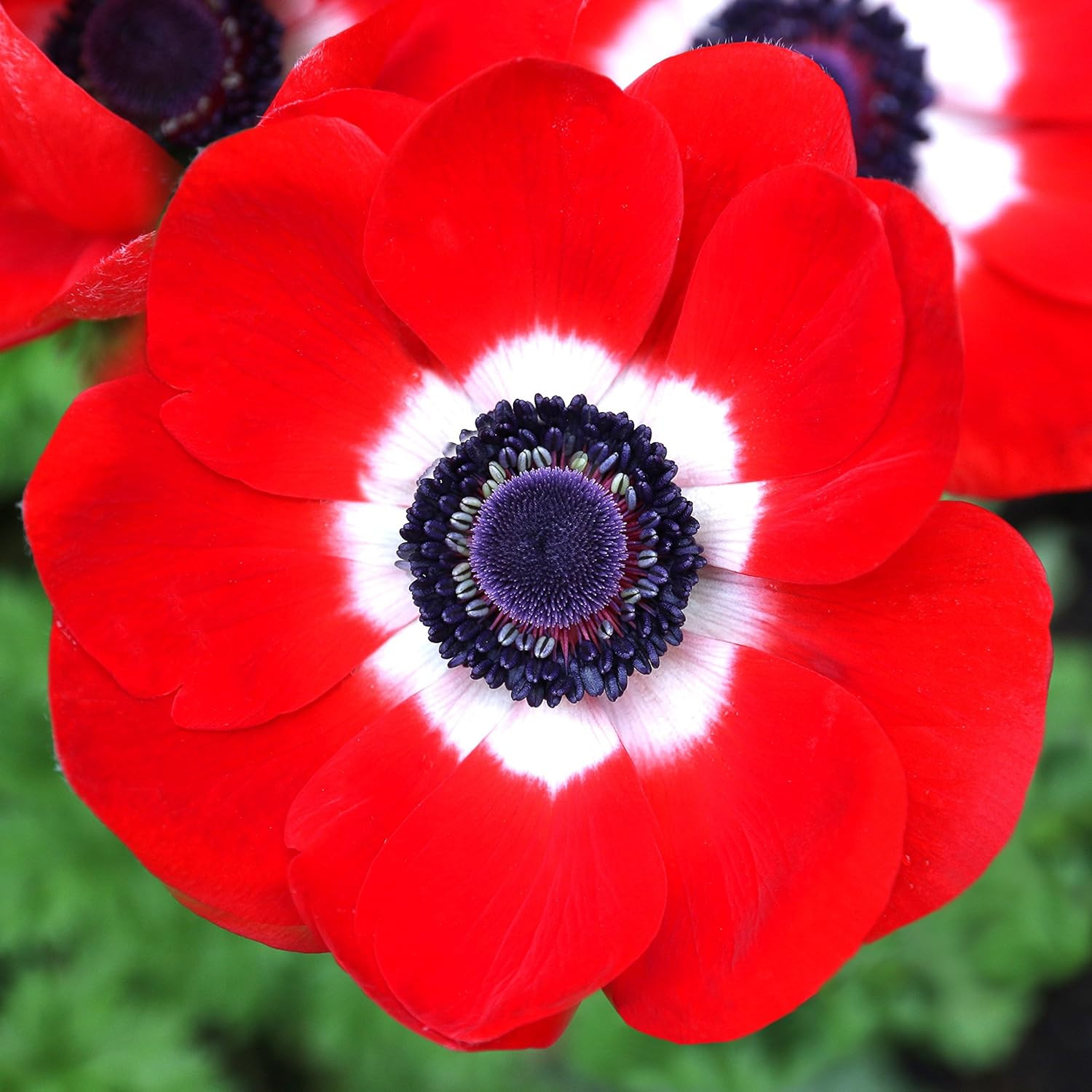 Anemone ‘His Excellency’ Plant Bulbs (20 Pack) –