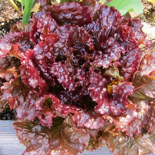 800+ RUBY RED LEAF LETTUCE SEEDS FRESH HARVEST FOR 2024 GARDENS