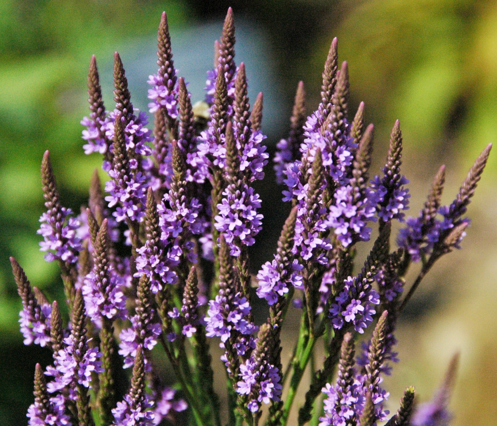 500 Blue Vervain Seeds – Verbena hastata Seeds – Medicinal Herb – Lovely Flower!