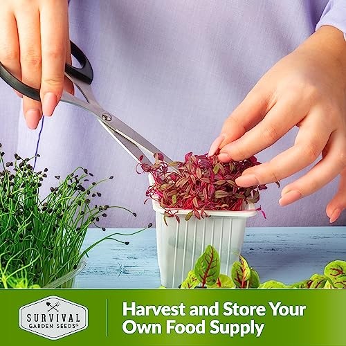 Red Amaranth Microgreen Seeds for Sprouting – Non-GMO Heirloom Seed Variety 3