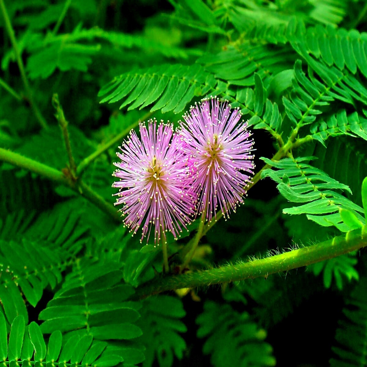Dwarf (Mimosa pudica) “Sensitive Plant” Tropical Houseplant Flower Tree Seeds