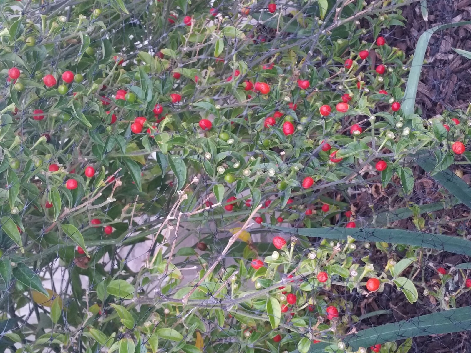 50+Seeds of Pequin Piquin chili similar to Chiltepin Tepin Pepper US Grower