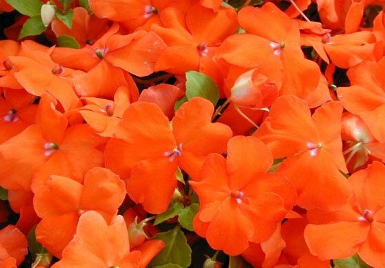 50 Impatiens Seeds Super Elfin XP Bright Orange Flower Seeds Impatiens Seeds